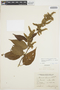 Chamissoa altissima var. rubella Suess., ARGENTINA, L. Monetti 1019, F