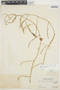 Chamissoa altissima var. rubella Suess., PERU, Ll. Williams 510, F