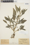 Amaranthus tricolor L., GUYANA, B. E. Dahlgren, F