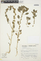 Amaranthus urceolatus Benth., Peru, S. Llatas Quiroz 3057, F