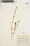 Amaranthus urceolatus Benth., Peru, O. B. Horton 11553, F