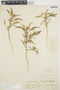 Amaranthus urceolatus Benth., Peru, O. L. Haught F-148, F