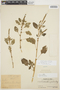 Amaranthus viridis L., PERU, Ll. Williams 2731, F