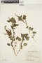 Amaranthus viridis L., ARGENTINA, R. Alvarez 662, F