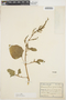 Amaranthus viridis L., ARGENTINA, 3667, F