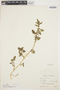 Amaranthus viridis L., BOLIVIA, W. M. A. Brooke 5553, F