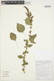 Amaranthus viridis L., BOLIVIA, J. Terán 177, F