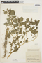 Amaranthus viridis L., COLOMBIA, J. Cuatrecasas 14471, F
