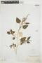 Amaranthus viridis L., COLOMBIA, Herb. H. Smith 1195, F