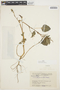 Amaranthus viridis L., COLOMBIA, C. Blackman 17C309, F