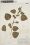 Amaranthus viridis L., GUYANA, M. R.  Schomburgk 702, F