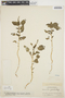 Amaranthus viridis L., VENEZUELA, E. G. Holt 107, F