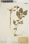 Amaranthus viridis L., PARAGUAY, F