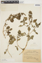 Amaranthus viridis L., PARAGUAY, P. Jörgensen 3439, F