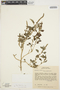 Amaranthus viridis L., BRAZIL, G. Eiten 1695, F