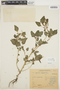 Amaranthus viridis L., URUGUAY, G. Herter 235, F