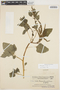 Amaranthus viridis L., PARAGUAY, É. Hassler 12508, F