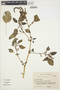Amaranthus viridis L., PARAGUAY, A. Schinini 16454, F