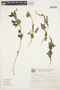 Amaranthus viridis L., BRAZIL, B. E. Irgang, F