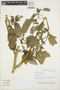 Amaranthus viridis L., BRAZIL, M. Nee 34513, F