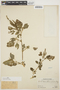 Amaranthus viridis L., PERU, Ll. Williams 8188, F
