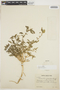Amaranthus viridis L., PERU, I. M. Johnston 3520, F