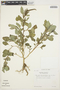 Amaranthus viridis L., PERU, T. C. Plowman 11049, F