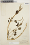 Amaranthus viridis L., PERU, G. Klug 297, F