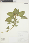 Amaranthus viridis L., PERU, F. R. Fosberg 56212, F