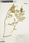 Amaranthus viridis L., ARGENTINA, A. Schinini 14647, F
