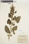 Amaranthus viridis L., ARGENTINA, G. J. Schwarz 1650, F