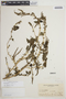 Amaranthus viridis L., ARGENTINA, J. E. Montes 2229, F