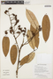 Connarus perrottetii (DC.) Planch., GUYANA, T. W. Henkel 5408, F