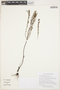 Siphanthera cordifolia (Benth.) Gleason, GUYANA, K. J. Wurdack 5199, F