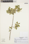 Myrtaceae, BRAZIL, L. Biral 1087, F