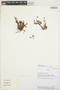 Alternanthera dominii Schinz, PERU, R. W. Bussmann 8396, F