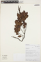 Weinmannia auriculata D. Don, PERU, A. Glenn 452, F