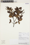 Weinmannia auriculata D. Don, PERU, R. W. Bussmann 8638, F