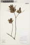 Cyrilla racemiflora L., GUYANA, T. McDowell 4590, F