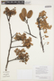 Pakaraimaea dipterocarpacea Maguire & P. S. Ashton, GUYANA, E. Tripp 2831, F