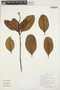Byrsonima crassifolia (L.) Kunth, GUYANA, K. M. Redden 7132, F