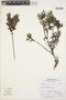 Columellia lucida Danguy & Cherm., Peru, A. Sagástegui A. 17516, F