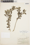 Columellia oblonga subsp. sericea (Kunth) Brizicky, ECUADOR, M. Acosta Solis 14647, F