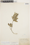 Columellia oblonga subsp. sericea (Kunth) Brizicky, ECUADOR, E. F. André 588, F