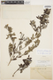Columellia oblonga subsp. sericea (Kunth) Brizicky, ECUADOR, F. C. Lehmann 4685, F