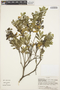 Columellia oblonga subsp. sericea (Kunth) Brizicky, ECUADOR, H. Balslev 2728, F