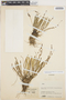 Groutiella apiculata (Hook.) H. A. Crum & Steere, COLOMBIA, J. Cuatrecasas 16470, F