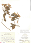 Banisteriopsis pauciflora (Kunth) C. B. Rob., Cuba, H. A. van Hermann 189, F