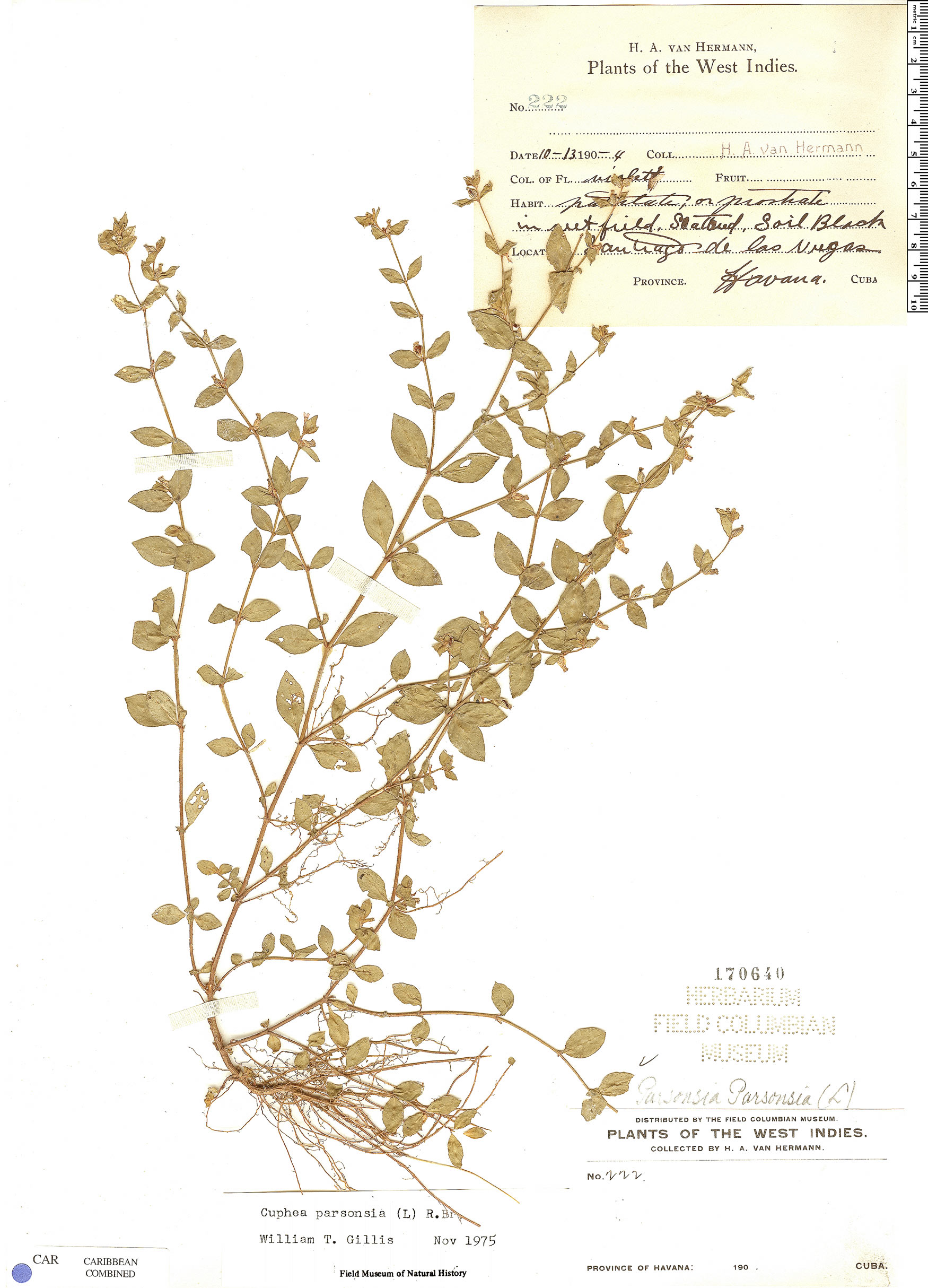 Cuphea parsonsia image