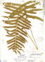 Thelypteris kunthii (Desv.) C. V. Morton, Mexico, J. Greenman 444, F